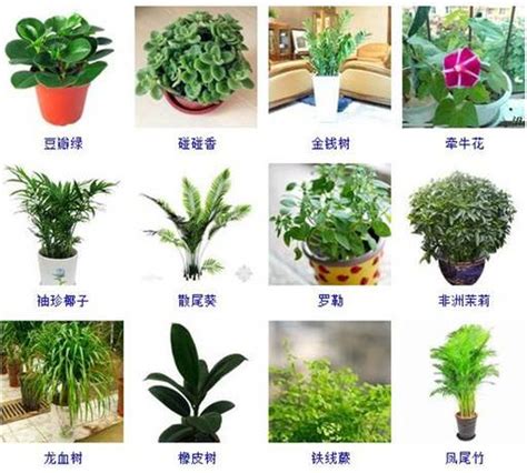 小型室內植物名稱